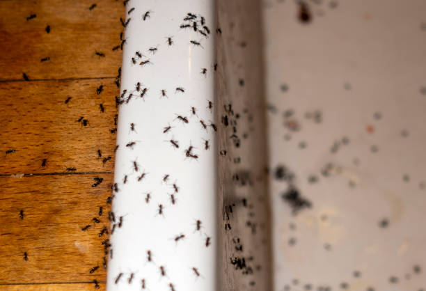 Best Emergency Pest Control  in Mbrian Park, CA